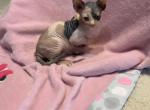 Cleo - Sphynx Kitten For Sale - FL, US