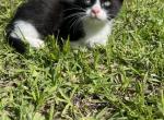 Tuxedo - Munchkin Kitten For Sale - Vicksburg, MS, US