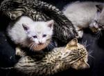 Snow and Rosette Bengal Kittens - Bengal Kitten For Sale - 