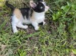 Princess girl - Munchkin Kitten For Sale - Vicksburg, MS, US