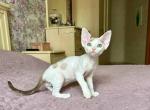 Malvina - Devon Rex Kitten For Sale - 