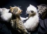 Male Snow Bengal Kittens - Bengal Kitten For Sale - 