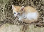 Odie - Munchkin Kitten For Sale - Vicksburg, MS, US