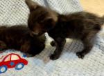 Long Leg Melanistic Genettas - Bengal Kitten For Sale - FL, US