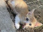 Garfield - Munchkin Kitten For Sale - Vicksburg, MS, US