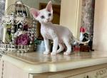 Magitel - Devon Rex Kitten For Sale - Norwalk, CT, US