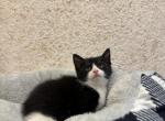 Tom - Domestic Kitten For Sale - Westfield, MA, US