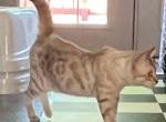 KHAN SNOW LYNX BENGAL MALE INTACT - Bengal Cat For Sale/Service - Warren, OH, US