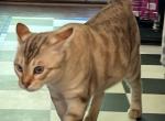 KHAN SNOW LYNX BENGAL MALE INTACT - Bengal Cat For Sale/Service - Warren, OH, US