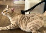 KHAN SNOW LYNX BENGAL MALE INTACT - Bengal Cat For Sale/Service - Warren, OH, US