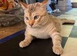 KHAN SNOW LYNX BENGAL MALE INTACT - Bengal Cat For Sale/Service - 