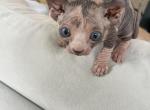 Tortie Elf Blue Eyed Girl - Sphynx Kitten For Sale - Chicago, IL, US
