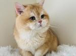 Simba British Shorthair Golden Chinchilla Male - British Shorthair Cat For Sale - Odessa, FL, US