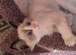TICA Bicolor Ragdoll Kitten Male - Ragdoll Kitten For Sale - Saint Joseph, MO, US