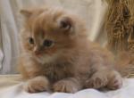 Timmy - Minuet Kitten For Sale - Capon Bridge, WV, US