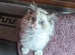 TICA Bicolor Ragdoll Kitten - Ragdoll Kitten For Sale - Saint Joseph, MO, US