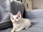 White boy with Odd eyes - Devon Rex Kitten For Sale - Fontana, CA, US