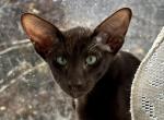 JACK Havana Brown Oriental Shorthair Male - Oriental Kitten For Sale - NJ, US