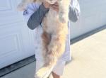 Scar and simba - Maine Coon Kitten For Sale - Los Angeles, CA, US