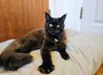 Stud Services - Maine Coon Kitten For Sale - Lebanon, OR, US