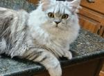 Silver - Persian Kitten For Sale - Cleveland, OH, US