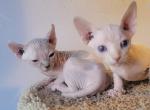 Zsa Zsa's Kittens - Sphynx Kitten For Sale - Prescott Valley, AZ, US