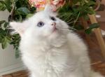 Pure White boy 1 - Ragdoll Kitten For Sale - Riverside, CA, US