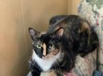 Fuego - Manx Cat For Adoption - Holbrook, NY, US