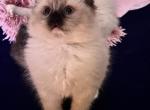 Kats Ravishing Ragdoll kittens - Ragdoll Kitten For Sale - Lancaster, PA, US