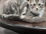 captain marvel - Maine Coon Kitten For Sale - Orlando, FL, US