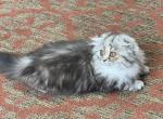 Scottish Straight - Scottish Fold Kitten For Sale - Allentown, PA, US
