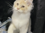 Ryder - Maine Coon Kitten For Sale - Lafayette, AL, US