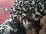 Caramel - Domestic Kitten For Sale - West Springfield, MA, US