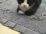 Basik - Domestic Kitten For Sale - West Springfield, MA, US