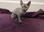 Lala - Devon Rex Kitten For Sale - 