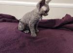 Lala - Devon Rex Kitten For Sale - 