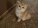 Goldy - British Shorthair Kitten For Sale - Brooklyn, NY, US