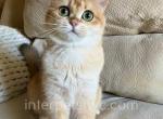 Barbie - British Shorthair Cat For Sale - Brooklyn, NY, US