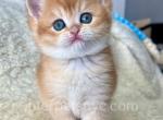 Santa - British Shorthair Kitten For Sale - 