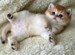 Syoma - British Shorthair Kitten For Sale - Brooklyn, NY, US