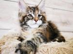 Querubina Silent Wave - Maine Coon Kitten For Sale - Brooklyn, NY, US