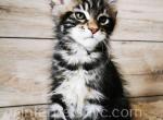 Quentin Silent Wave - Maine Coon Kitten For Sale - Brooklyn, NY, US