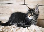 Quinto Silent Wave - Maine Coon Kitten For Sale - Brooklyn, NY, US