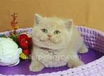 Agata - British Shorthair Kitten For Sale - Brooklyn, NY, US