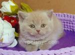 Anechka - British Shorthair Kitten For Sale - Brooklyn, NY, US