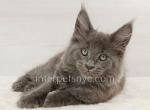 Eclair - Maine Coon Kitten For Sale - Brooklyn, NY, US