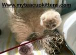 Butterscotch - Persian Kitten For Sale - Calico Rock, AR, US