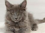 Everest - Maine Coon Kitten For Sale - Brooklyn, NY, US