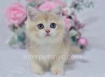 Xanti - British Shorthair Kitten For Sale - Brooklyn, NY, US