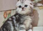 Baron - Scottish Fold Kitten For Sale - Brooklyn, NY, US